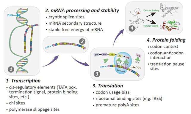 Codon Optimization